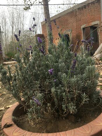 特級薰衣草盆景